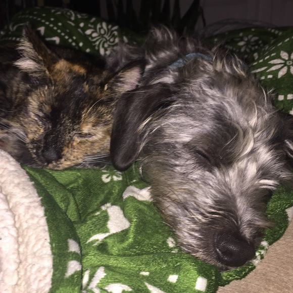 Meet your Posher, Pixie - Picture 1 of 1